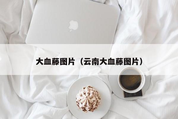 大血藤图片（云南大血藤图片）